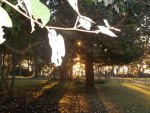 Sunrise through the Tree's