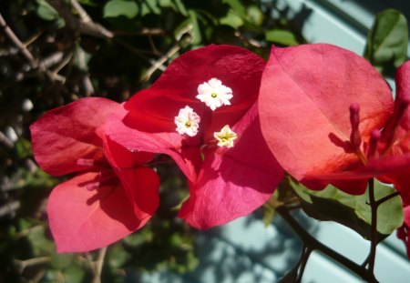 Climbing  Boganvillia - flowers, colour, nature, climber