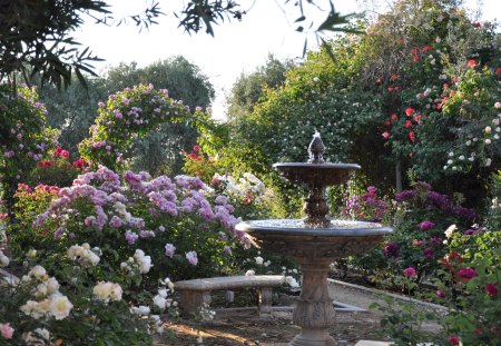 early morning in a rose garden - morning, flowers, garden, rose