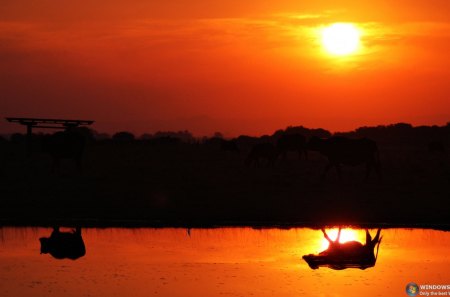 Por do sol - animais, agua, ceu, natureza, sol, reflexo