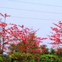 Beautiful Roadside trees