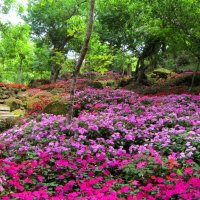 Flower nursery