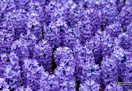 Lindas flores - cor que emana energia, natureza, energia, jardim, bonitas, lilas, flores