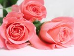 Soft pink roses