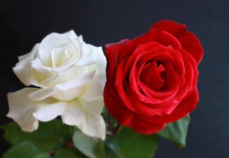 Red and white - love, beauty, roses, soft, delicate, white, red, petals, friendship, flowers