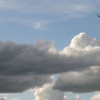 Bird over the clouds