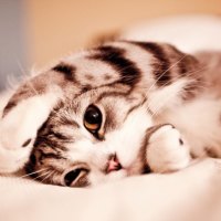 Cute Kitty