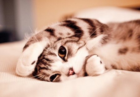 Cute Kitty - kitten, cute, cats, adorable, sweet, animals, kitty