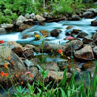 Blue stream in summer forest