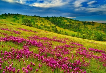 Summer meadow - clouds, beautiful, slope, grass, meadow, mountain, flowers, fresh, nature, green, field, sky