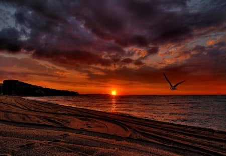 End of the day - birds, sundown, beach, reflection, shore, red, sky, sun, clouds, beautiful, sea, ghlow, ocean, river, nature, sunset, sands