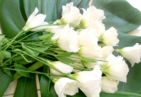 White flowers - soft, delicate, tenderness, pure, white, petals, leaves, green, flowers