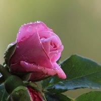 Pink rose