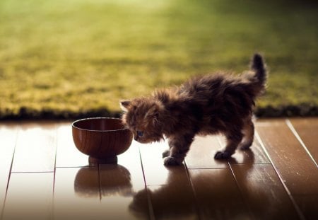 Little Kitten - pretty, fantastic, amazing, great, stunning, animal, kitten, bowl, cats, nice, outstanding, super, carpet, beautiful, sweet, cat, wonderful, marvellous, picture, awesome, skyphoenixx1, cute, little kitten, adorable, animals, wallpaper, kitty