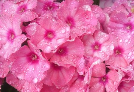 Pretty in Pink - glittering jewels, flowers, pink, water drops