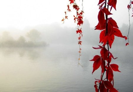 Serenity Enchanted - leafs, nature, red, mist, macro