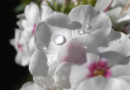 Deeper in depth - flowers, pink, amazing, beautiful white