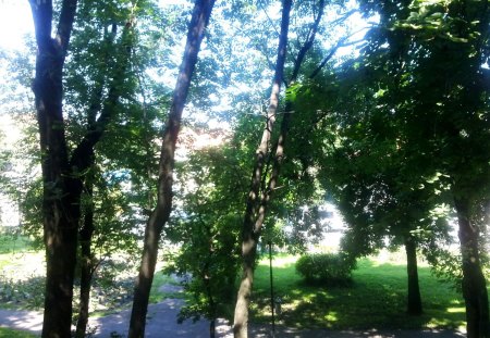 river trees Sibiu Romania