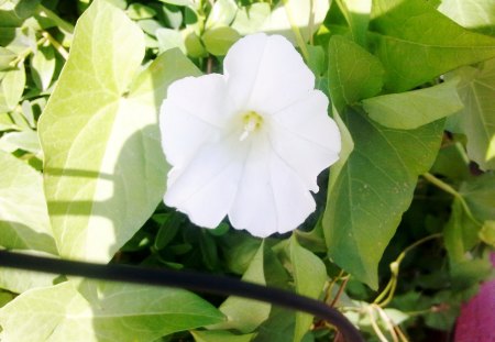 White flower - white, flower, nature, beautiful