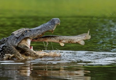 JANTAR  DELIVERY - peixe, verde, animal, natureza, jacare, rio