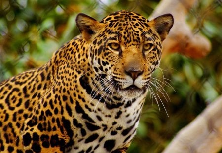 Leopard - animal, predator, leopard, wild