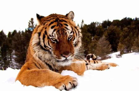 Snow tiger - animal, tiger, predator, wild