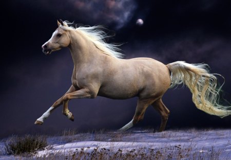 Born for the freedom - moon, horse, animal, night, run