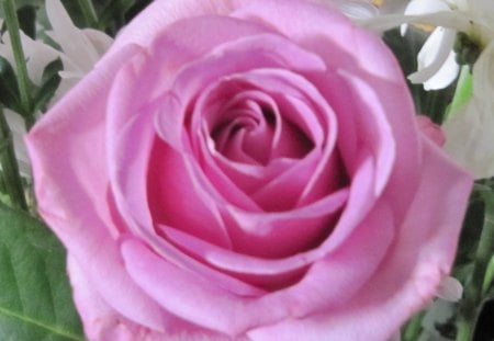 This one is for AppleJackqueen (Dedicated  for my Mom) - best, rose, pretty, pink, nice, mom