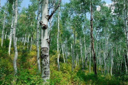 Birch Forest - nature, sky, trees, forest, day, light, leaves, brush