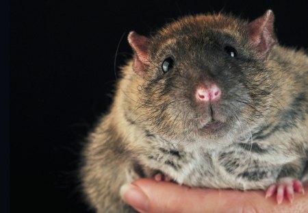 MacTavish the Fatty Ratty - rat, fur, rodent, pet, cute, ratty