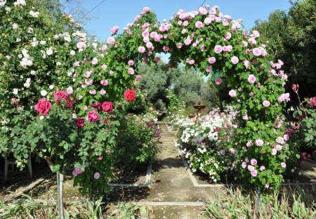 Pink Rose Arch - flowers, pink, rose, arch