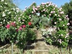 Pink Rose Arch