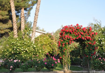 Arc de Spring Triomphe - flowers, red, roses, arch