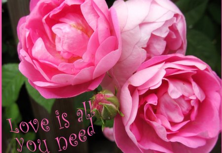 â™¥ Love Roses â™¥ - summer, roses, love, pink roses, sun