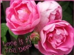 ♥ Love Roses ♥