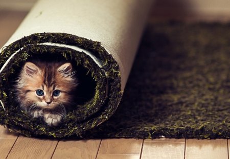 Kitten for my sweet friend Carmen Bonilla ^__^ - carpet, animal, kitten, cat, small, rug