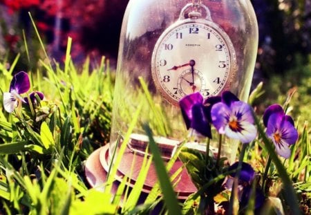 Time is precious - violets, clock, grass, meadow, precious, flowers, green, time, garden, field