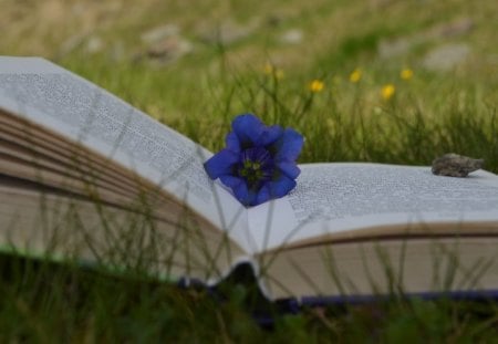 Book in the gras - nature, field, flowers, book