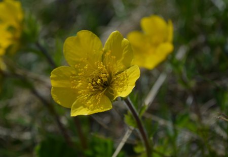 little yellow flower... - flower, yellow, nature, artistic