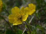 little yellow flower...