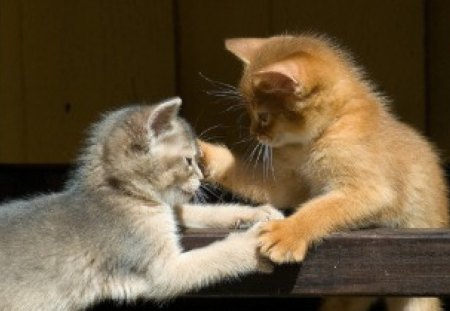 Beautiful Kittens - fun, cute kittens, tenderness, crossbar