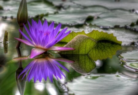 Flower - nature, purple, lovely, leaf, flower, petals