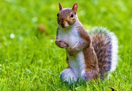 Squirrel Ready to Go - brown, grass, tail, fur, white, animal, nature, green, day, squirrel