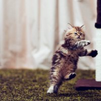 Dancing Cat