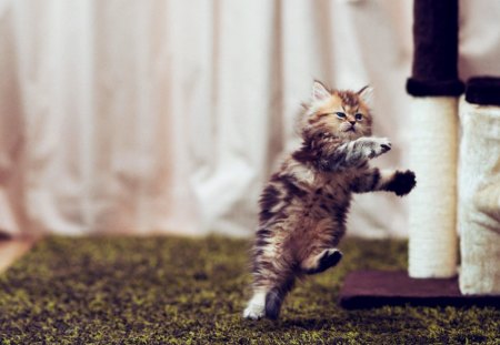 Dancing Cat - pretty, fantastic, amazing, great, scratcher, stunning, animal, kittens, kitten, cats, nice, outstanding, super, carpet, cat tree, beautiful, dancing cat, sweet, cat, wonderful, marvellous, picture, awesome, skyphoenixx1, cute, dance, adorable, animals, wallpaper, kitty