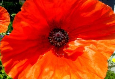 Poppy in the Sun - warm, poppy, summertime flowers, orange poppy, sunshine, colourful, flower