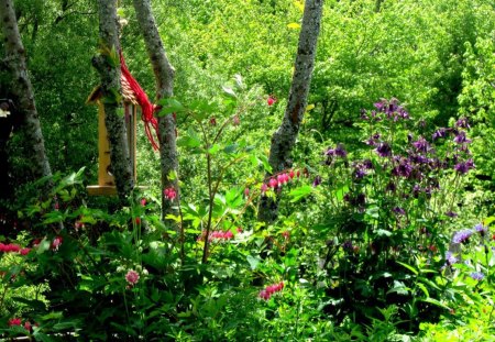 Woodland Garden - summer, faery hide away, summer shade, bleeding hearts, double pink columbine, flowers, shaded garden, choke cherry trees, purple columbine