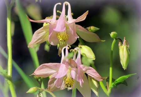 Pink - country, summer, green, pink flower