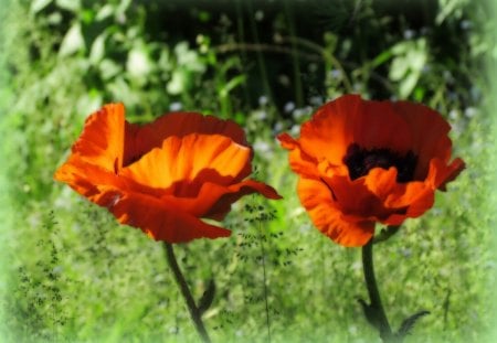 Poppies - country, summer, green, beautiful