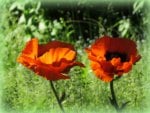 Poppies